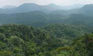Sinharaja Tropical Rain Forest 